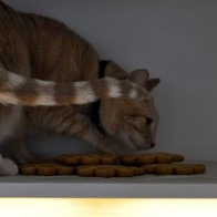 Cat in the Cupboard